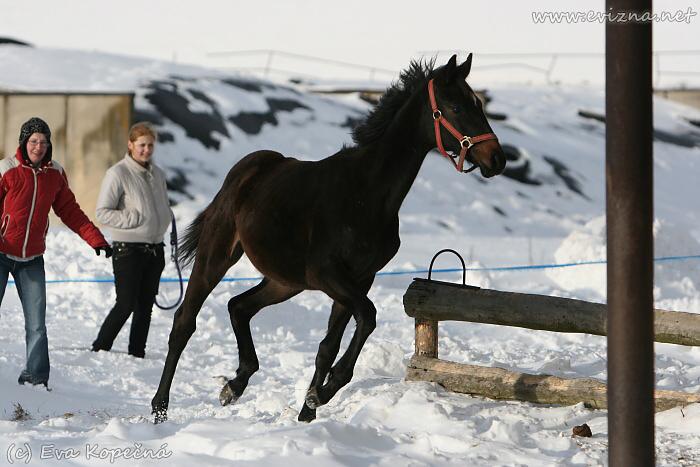 3) Leskovec 30.1.2010