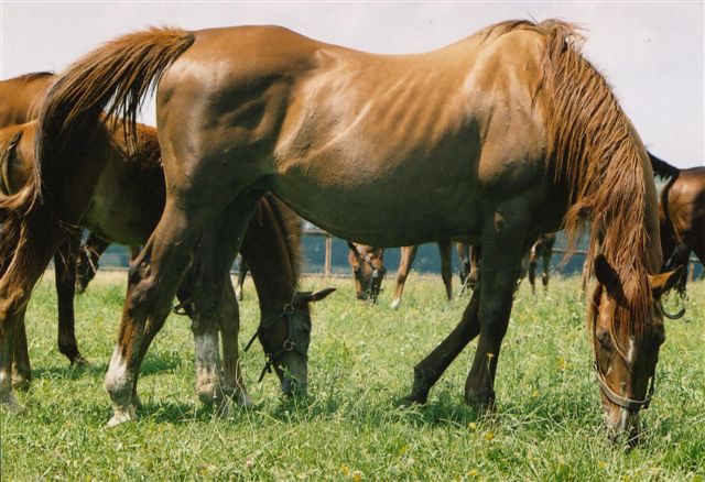 1) září 2006