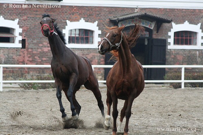 10) Laurena a Princess Patsy listopad 2008