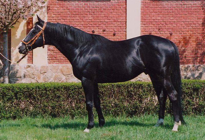 Regulus (www.equus-kinsky.cz)